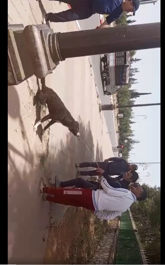 قامت مصالح الجماعة بشركة مع جماعة مكناس بحملة لجمع الكلاب الضالة