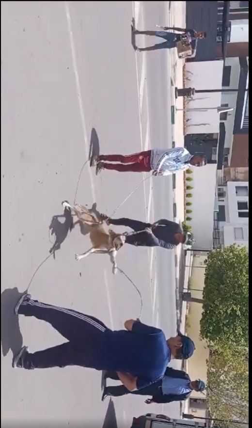 قامت مصالح الجماعة بشركة مع جماعة مكناس بحملة لجمع الكلاب الضالة