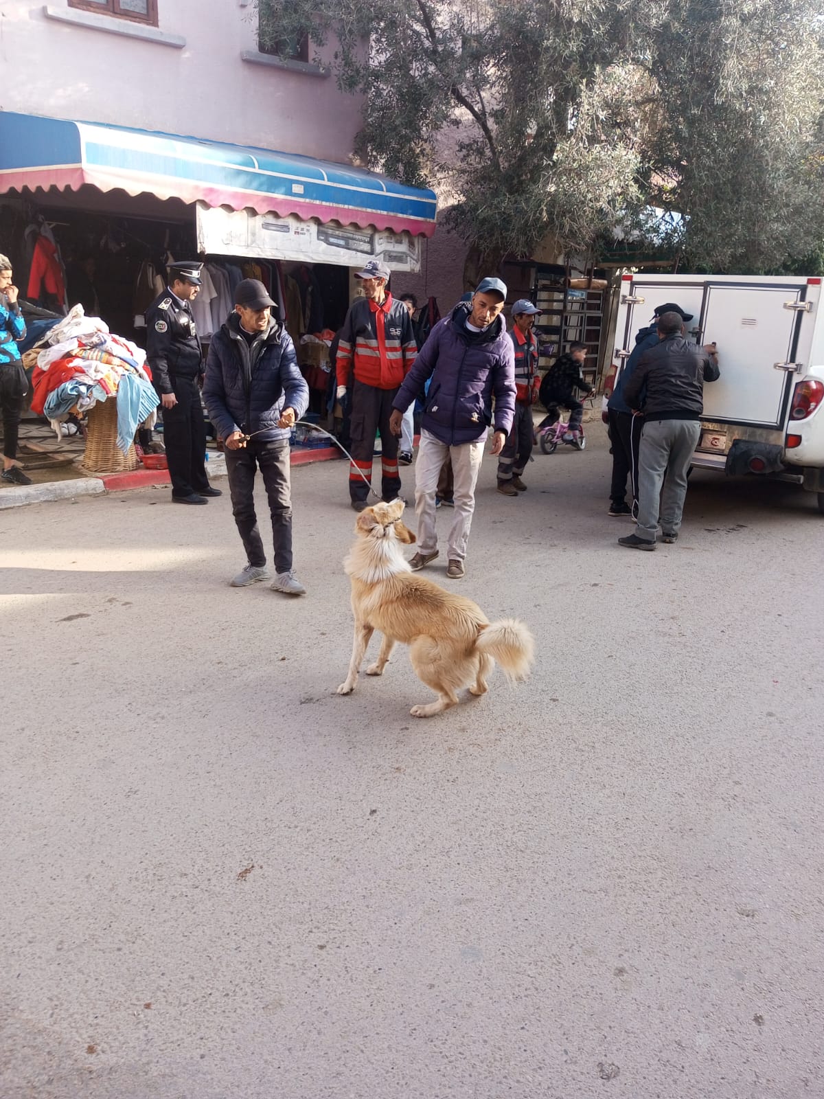 قمنا من خلالها بجمع 30 كلب نظرا لحجم المركب الخاصة بالتجميع صغيرة و لكون عملية التطعيم تتطلب ساعتين على الاقل